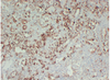एंटी-इनियॉइड पेरोक्साइड / टीपीओ माउस एमएबी