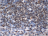 मानव immunohistochemistry प्राथमिक एंटीबॉडी के लिए एंटी-ओसीटी -2 माउस एमएबी