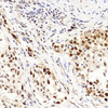 Immunoblotting पश्चिमी ब्लॉट के लिए एंटी-पीसीएनए खरगोश पाब